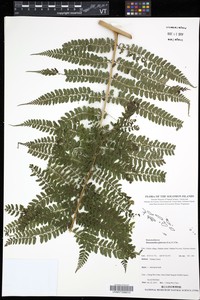 Dennstaedtia samoensis