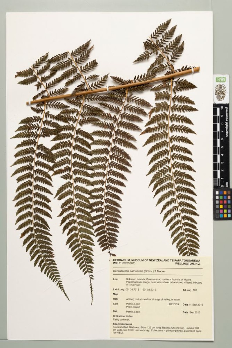 Dennstaedtia samoensis photo 2