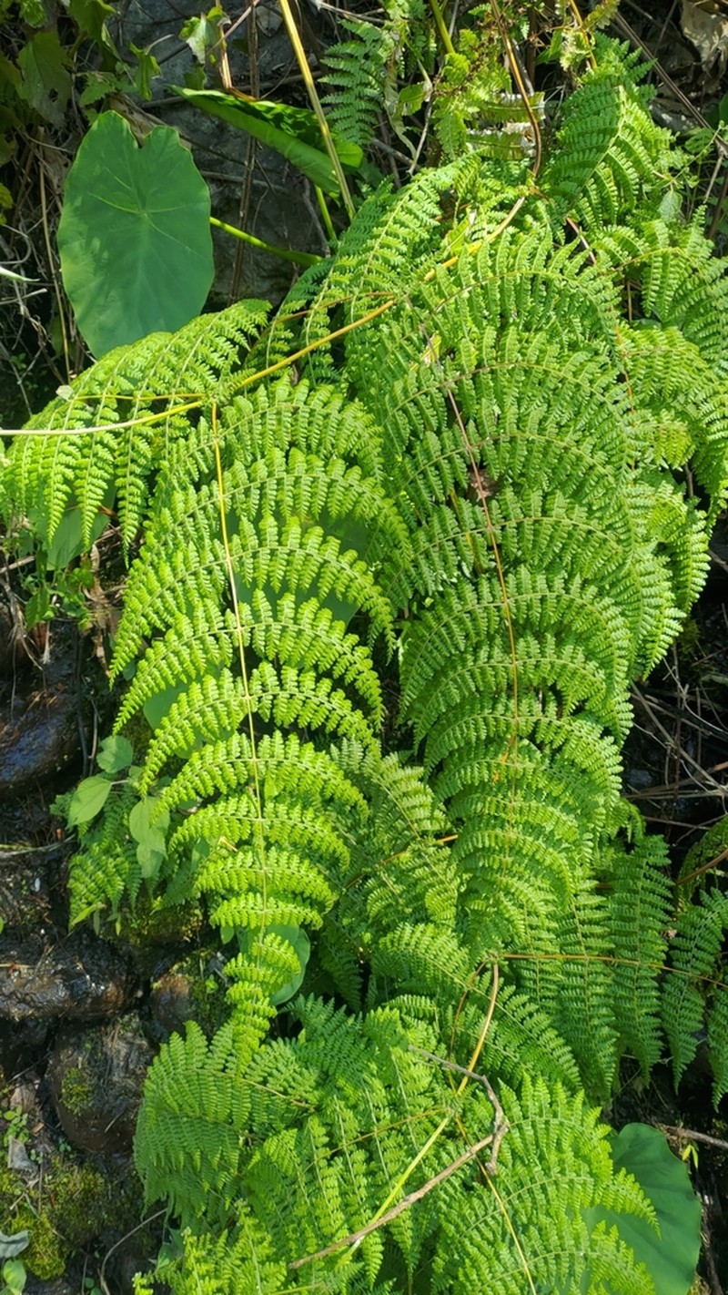 Dennstaedtia scandens
