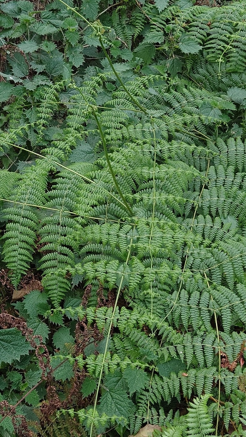 Dennstaedtia scandens photo 2