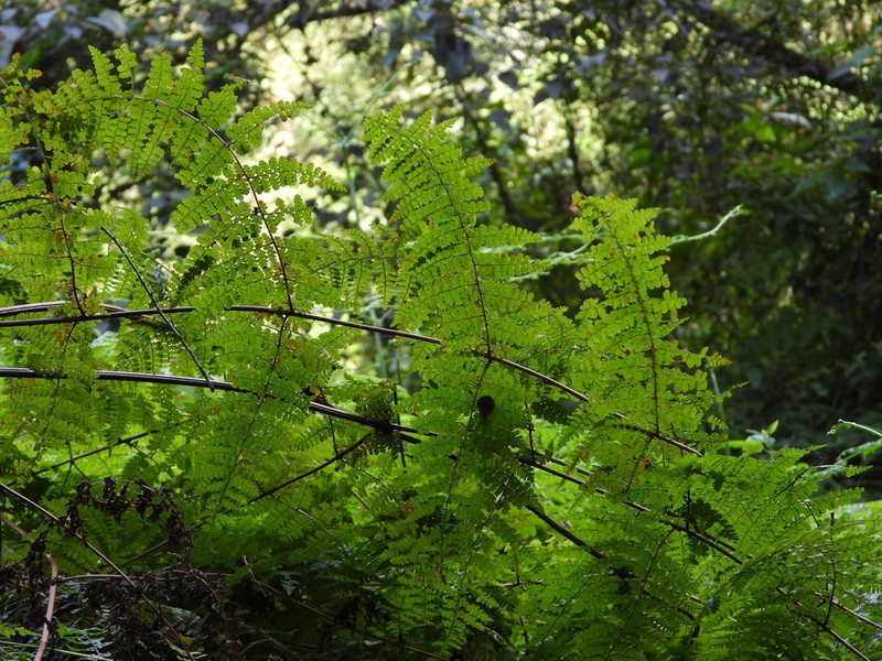 Dennstaedtia scandens photo 3