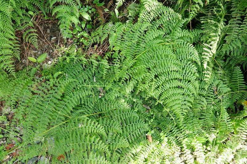 Dennstaedtia scandens photo 4