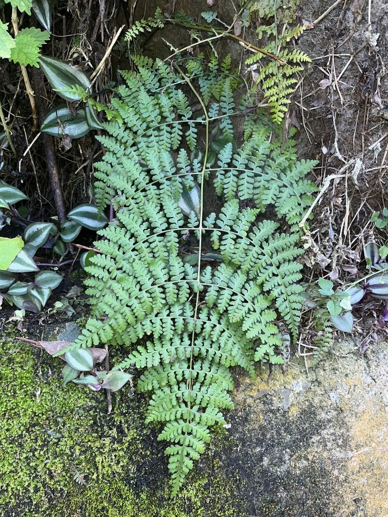 Dennstaedtia scandens photo 5