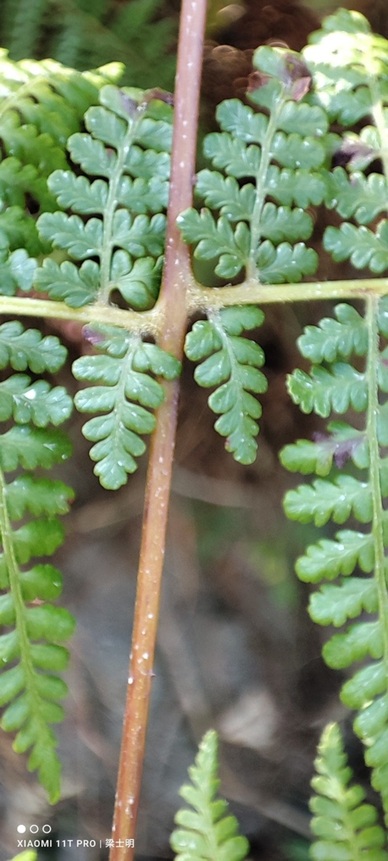 Dennstaedtia scandens photo 7