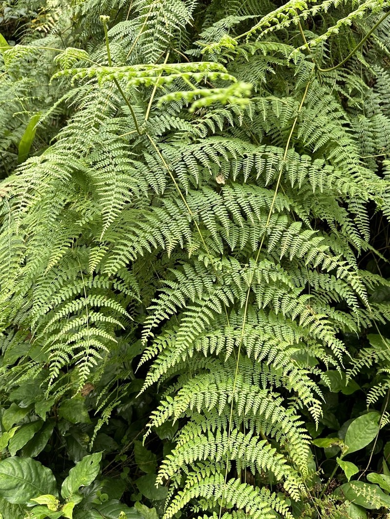 Dennstaedtia scandens photo 8