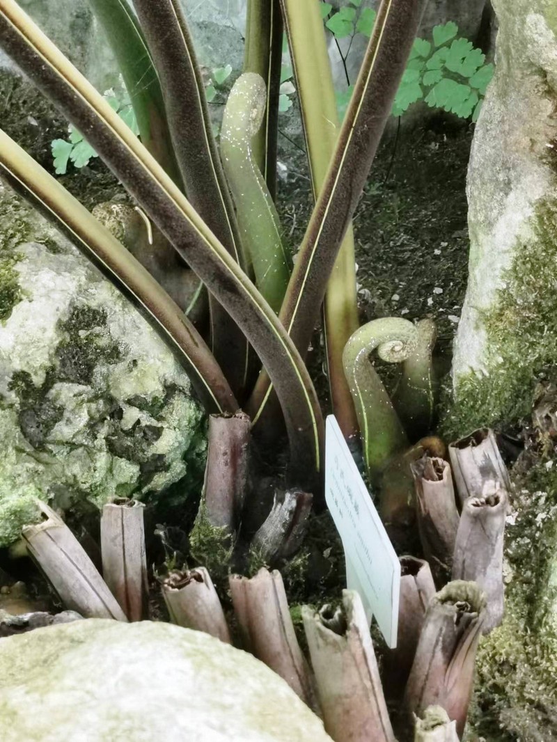 Dennstaedtia smithii