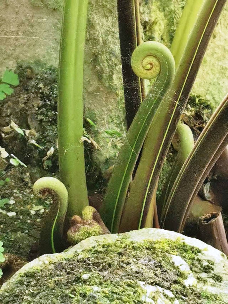Dennstaedtia smithii photo 2