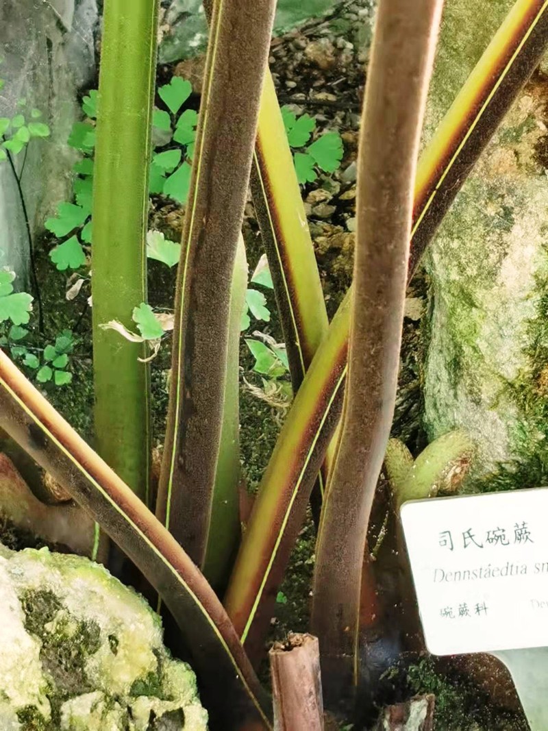 Dennstaedtia smithii photo 3