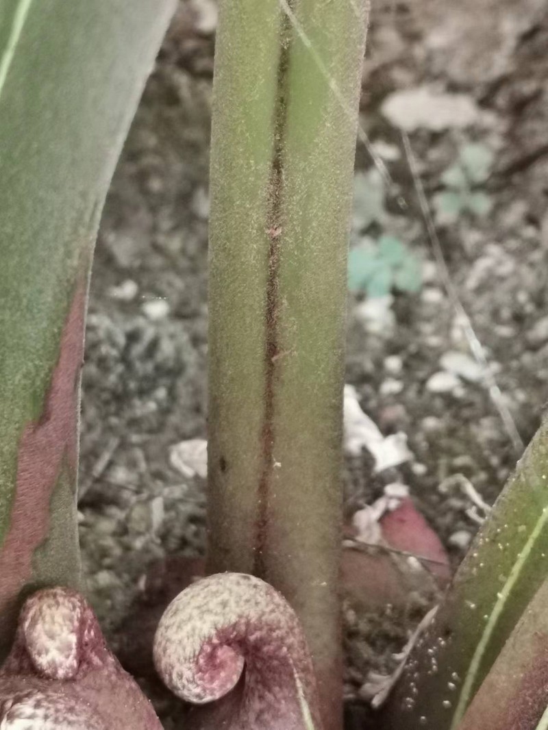Dennstaedtia smithii photo 4