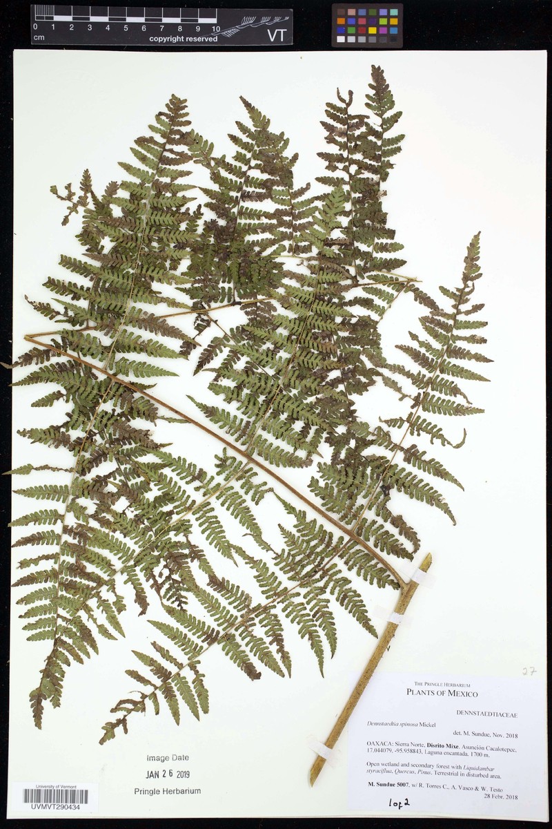 Dennstaedtia spinosa photo 2