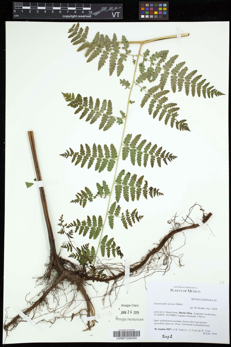Dennstaedtia spinosa photo 3