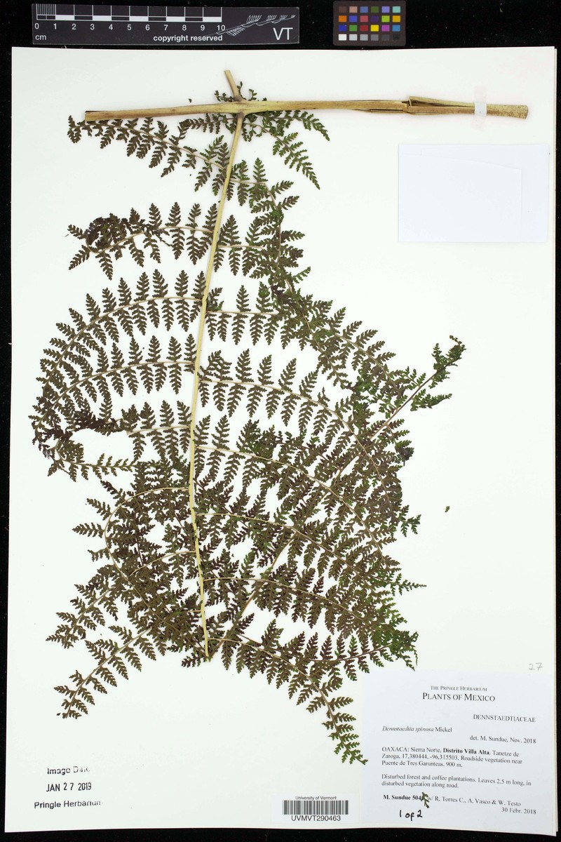 Dennstaedtia spinosa photo 4