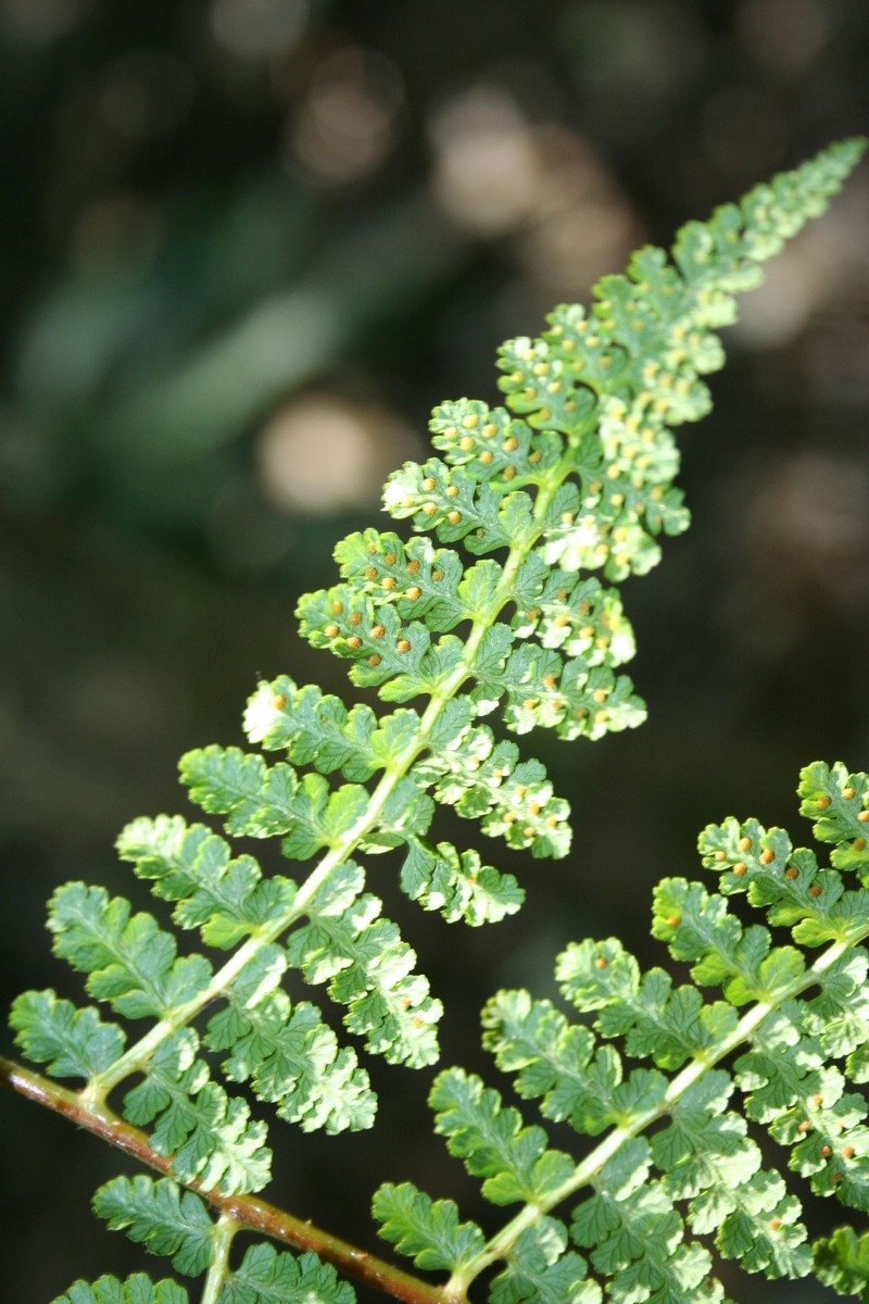 Dennstaedtia spinosa photo 5