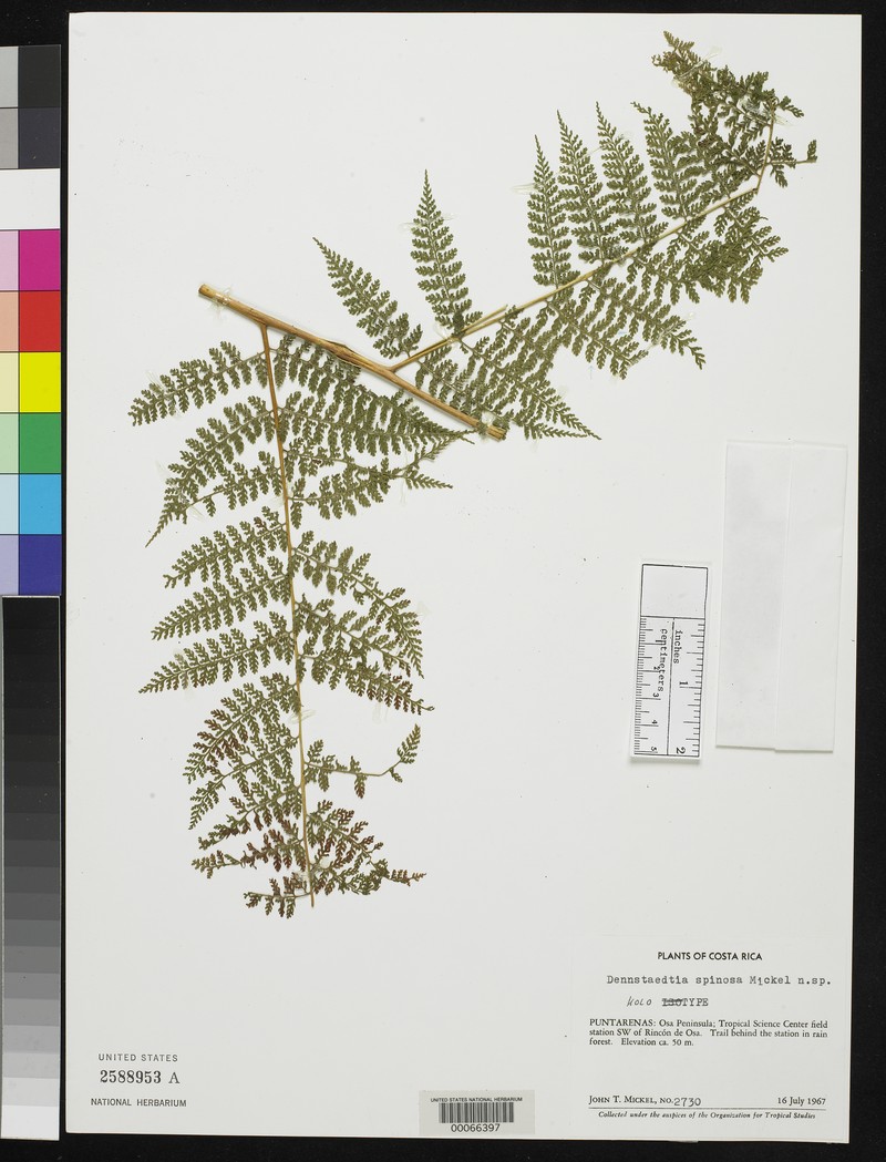Dennstaedtia spinosa