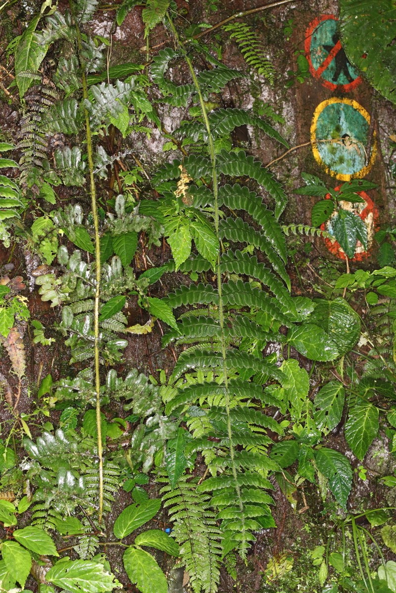 Dennstaedtia sprucei