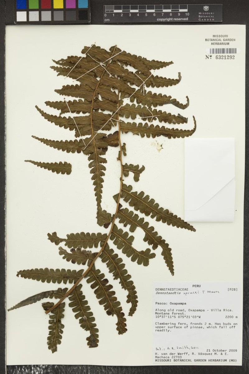 Dennstaedtia sprucei photo 2
