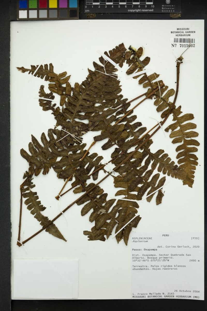 Dennstaedtia sprucei photo 3