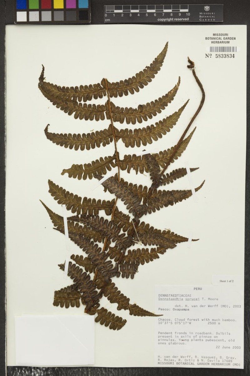 Dennstaedtia sprucei photo 4