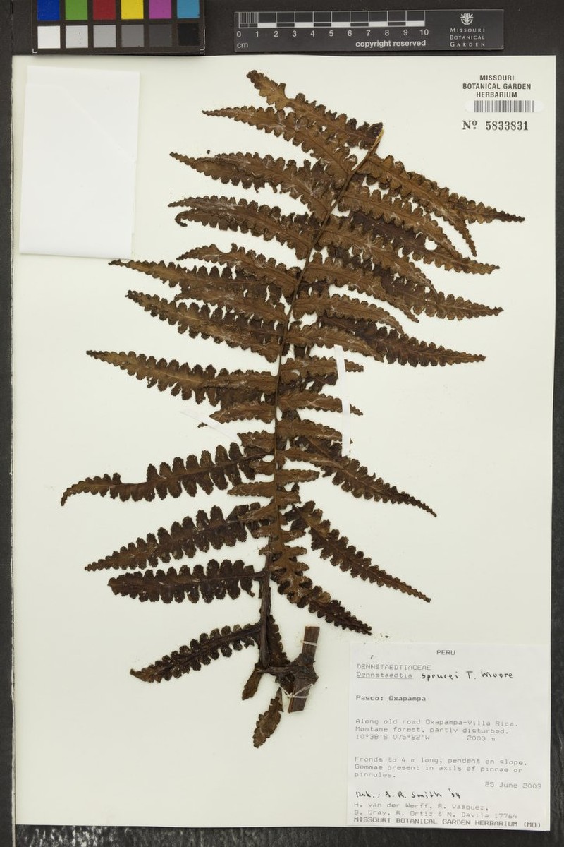 Dennstaedtia sprucei photo 5