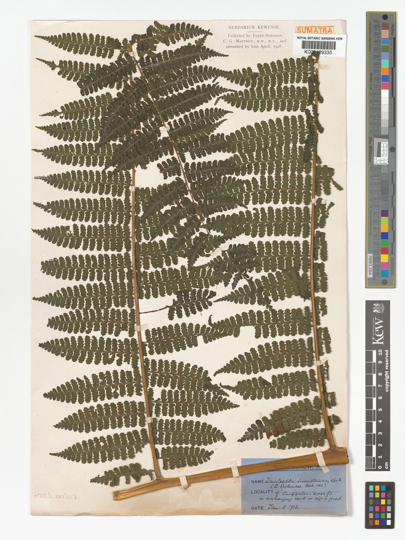 Dennstaedtia sumatrana