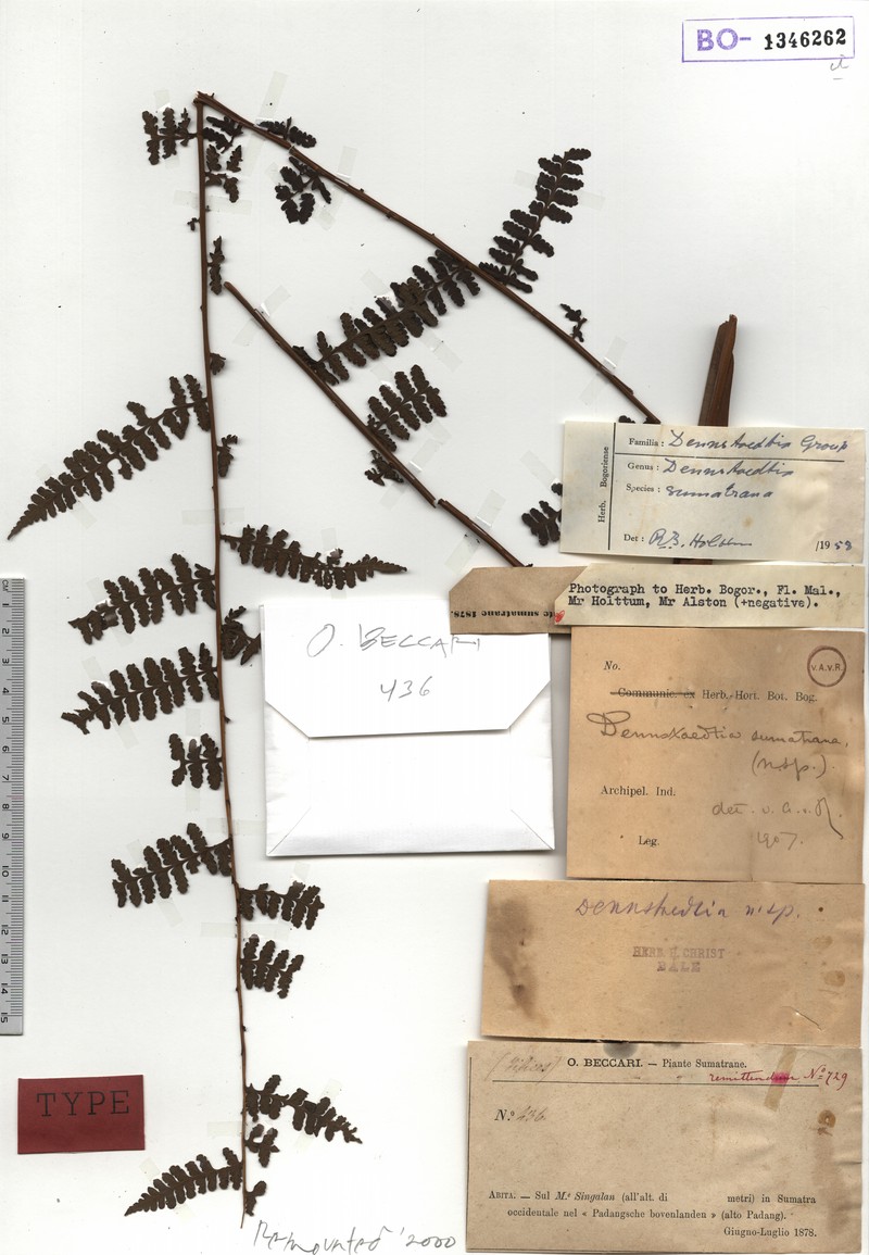Dennstaedtia sumatrana photo 2
