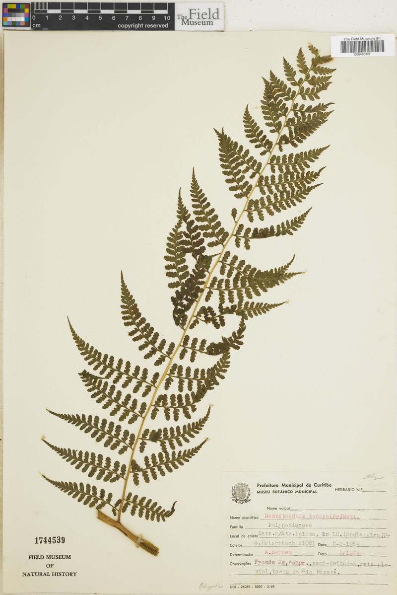 Dennstaedtia tenera