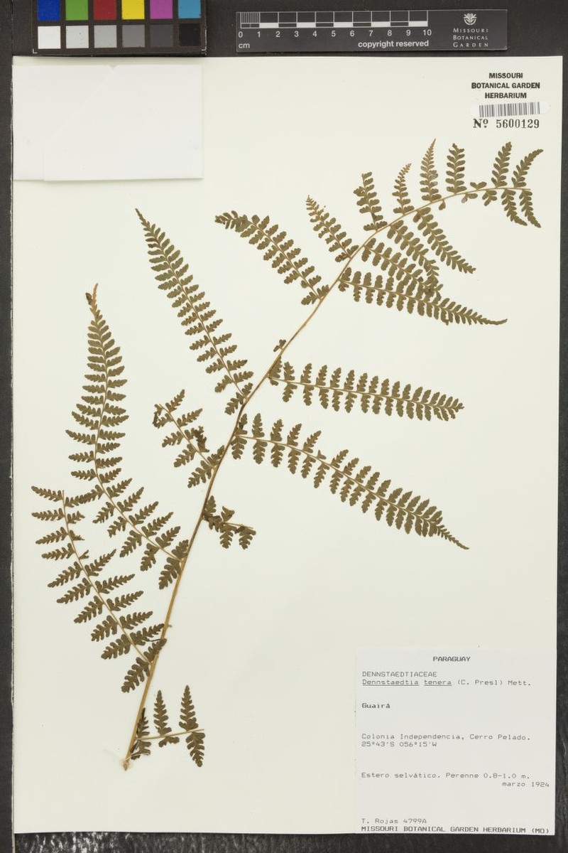 Dennstaedtia tenera photo 2