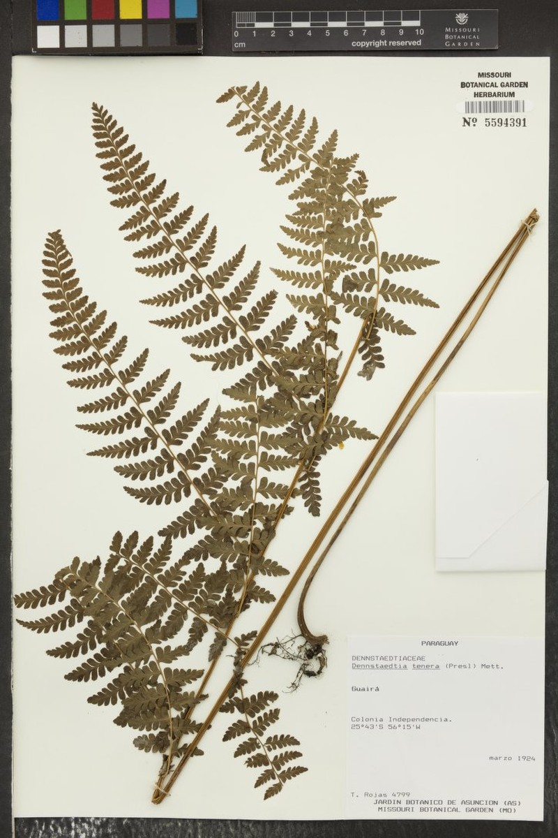 Dennstaedtia tenera photo 3