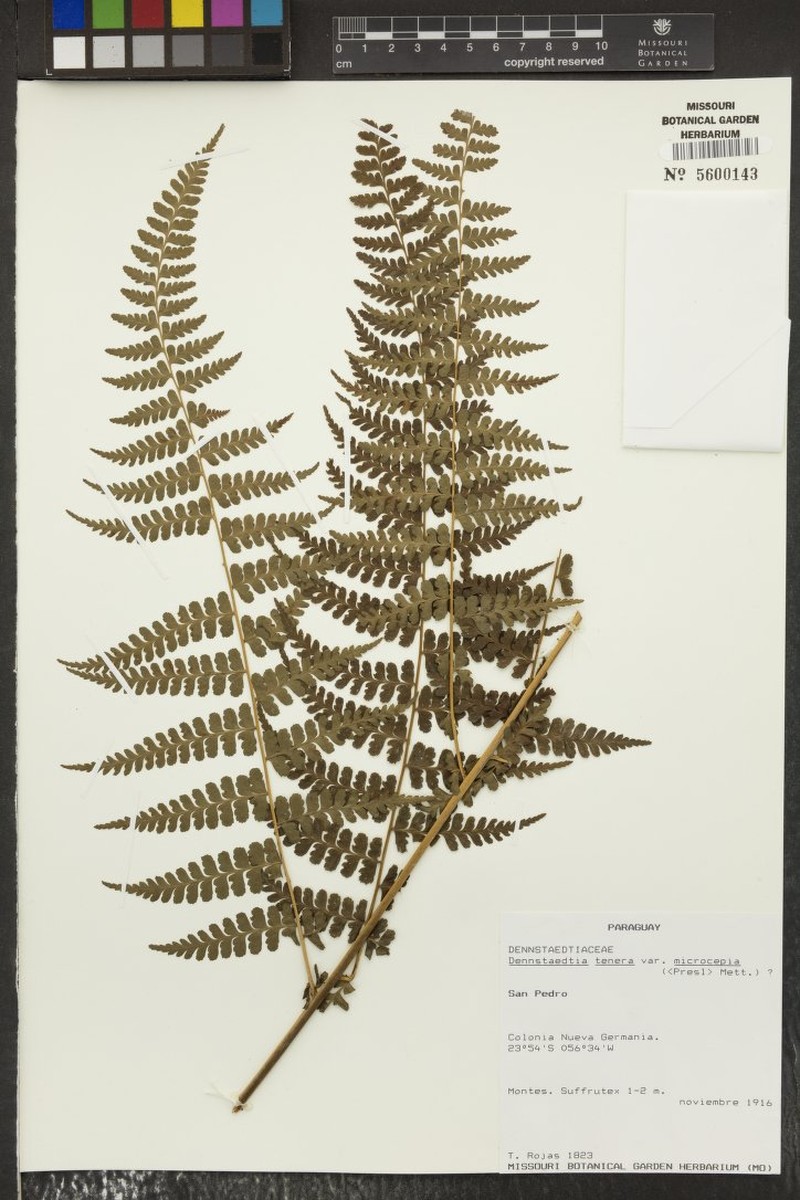 Dennstaedtia tenera photo 4