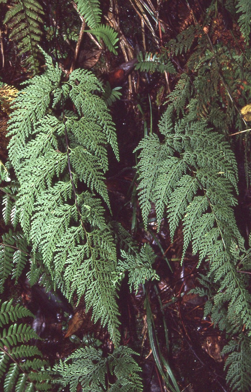Dennstaedtia terminalis photo 2