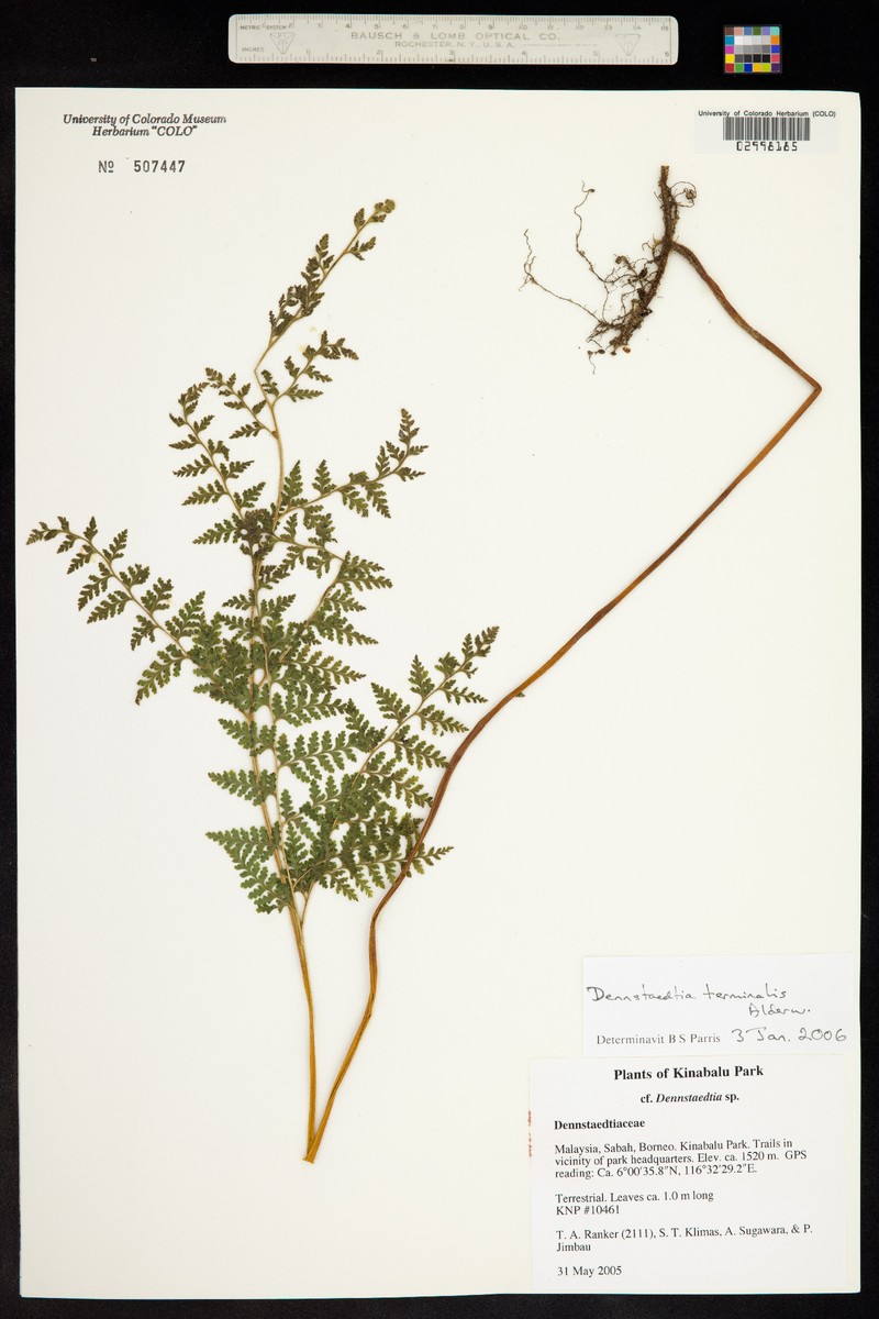 Dennstaedtia terminalis photo 3