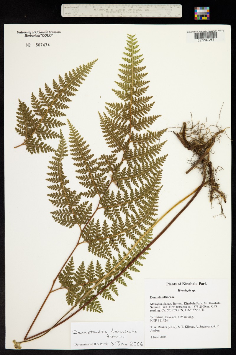 Dennstaedtia terminalis photo 4