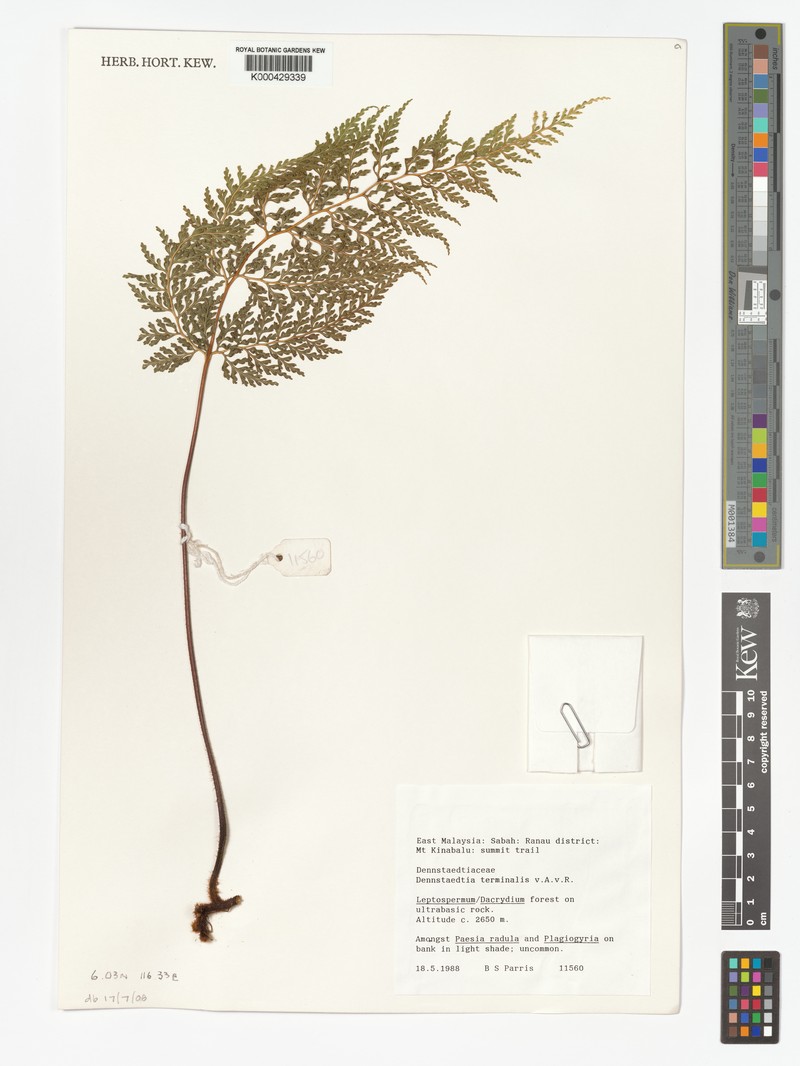 Dennstaedtia terminalis photo 5