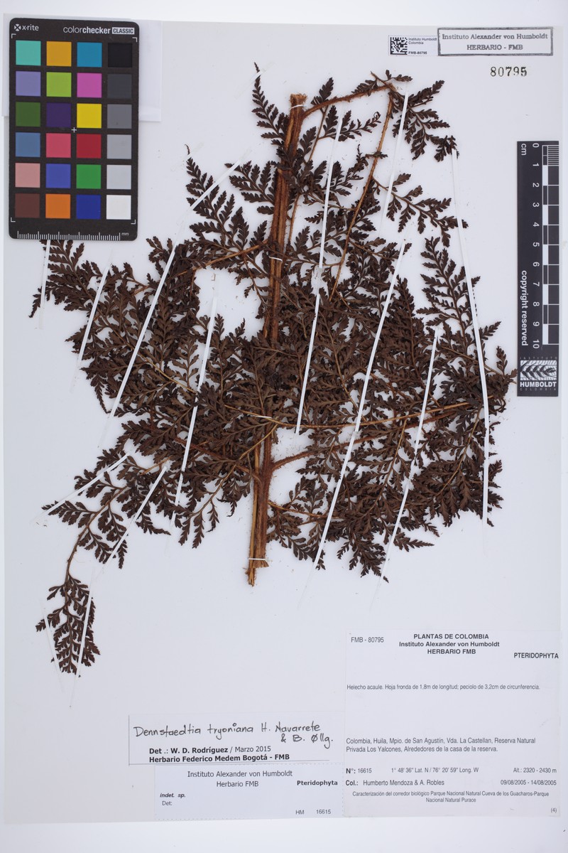 Dennstaedtia tryoniana