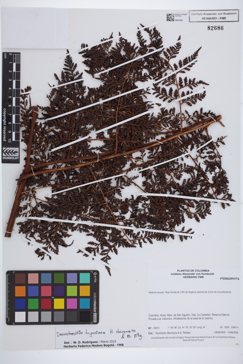 Dennstaedtia tryoniana photo 2