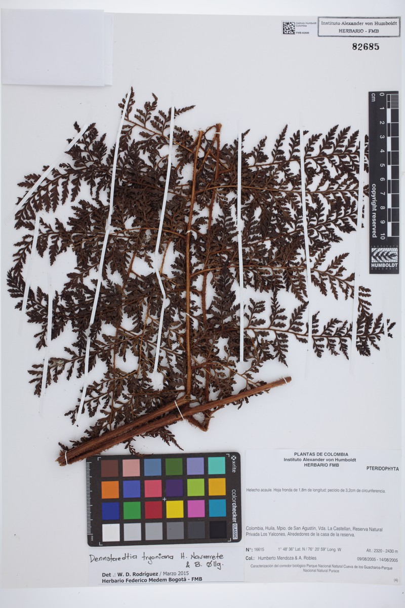 Dennstaedtia tryoniana photo 3