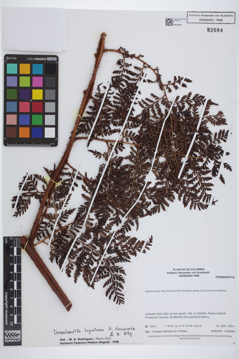 Dennstaedtia tryoniana photo 4