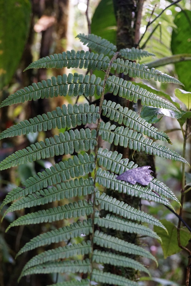 Dennstaedtia vagans photo 2