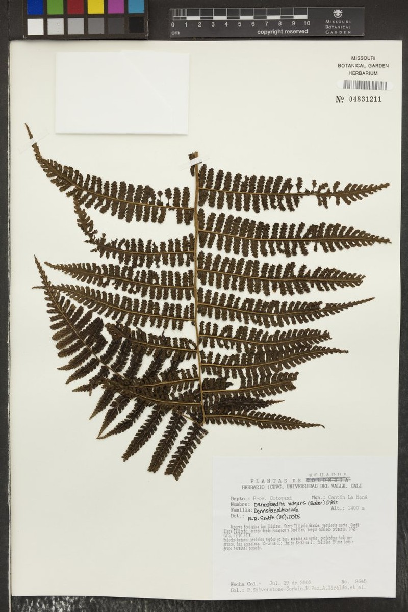 Dennstaedtia vagans photo 3