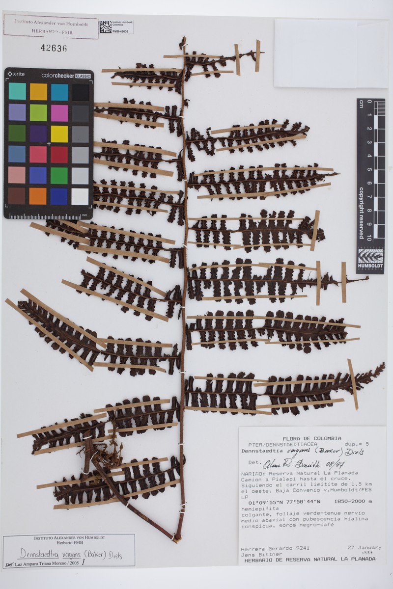 Dennstaedtia vagans photo 4
