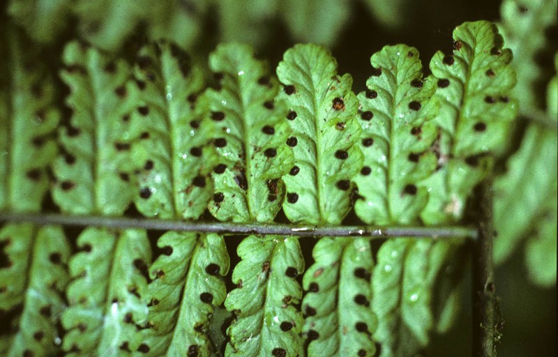 Dennstaedtia vagans photo 5