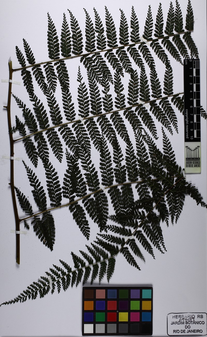 Dennstaedtia werckleana