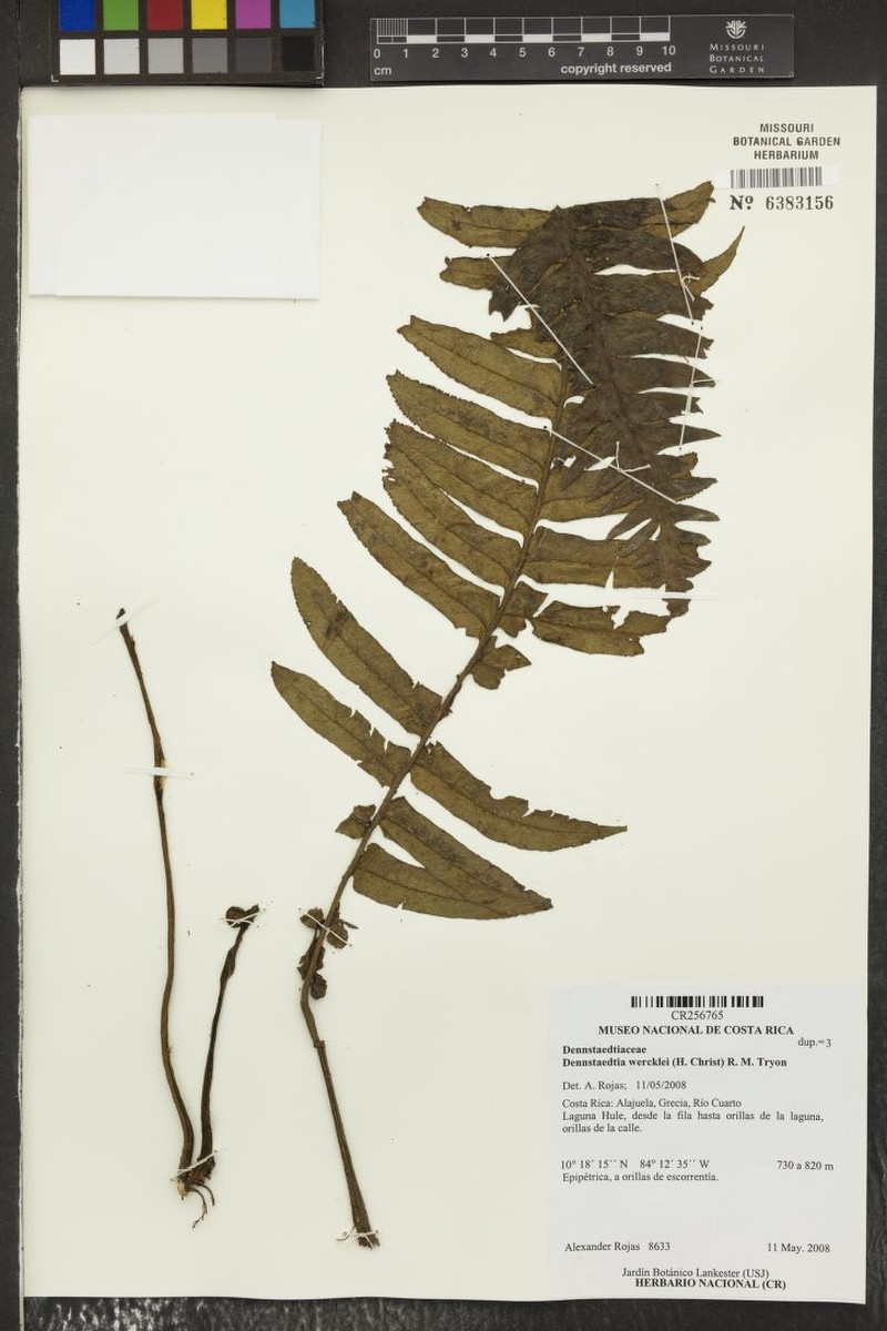 Dennstaedtia wercklei