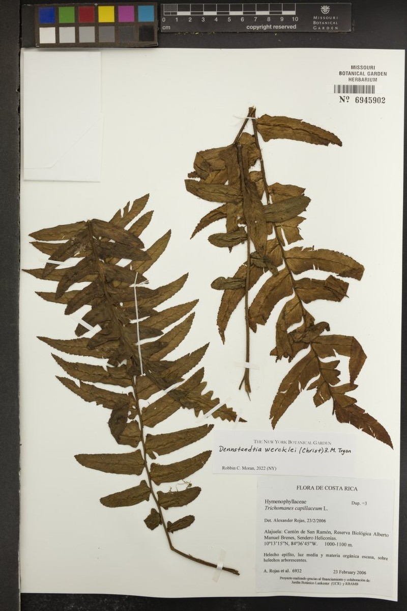 Dennstaedtia wercklei photo 2