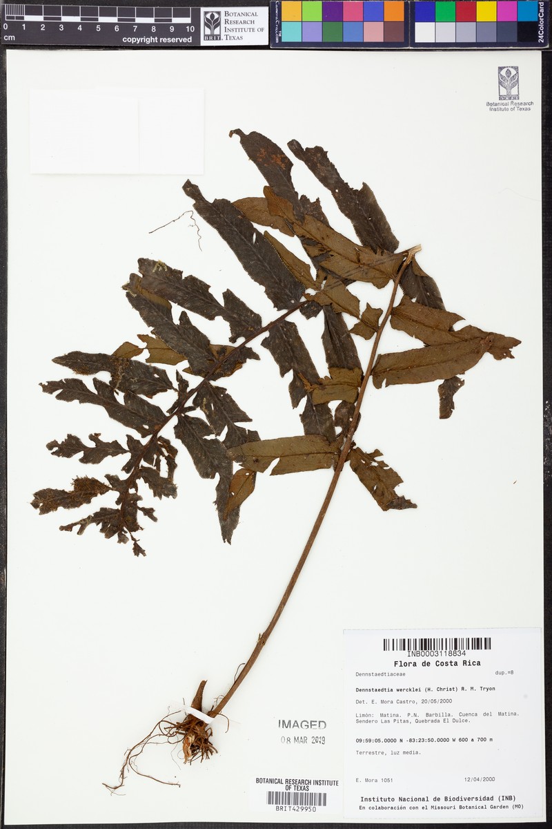 Dennstaedtia wercklei photo 3