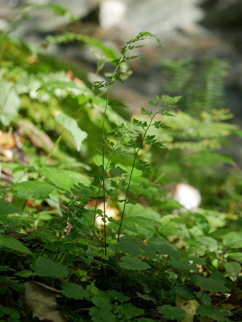 Dennstaedtia wilfordii