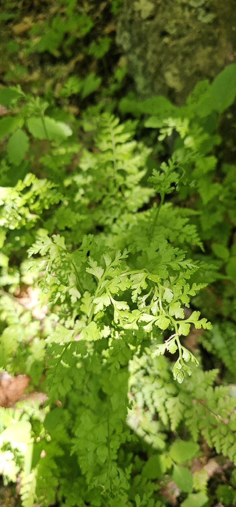Dennstaedtia wilfordii photo 2