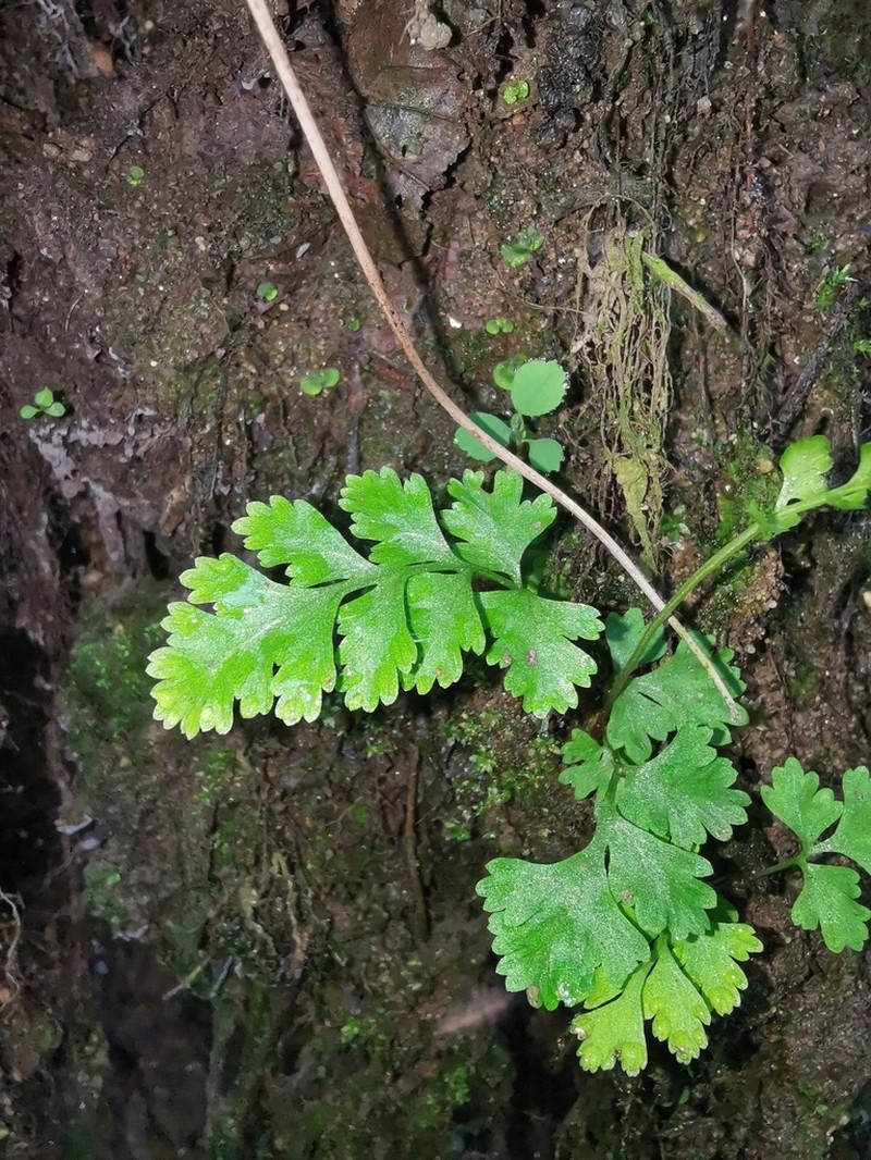 Dennstaedtia wilfordii photo 3