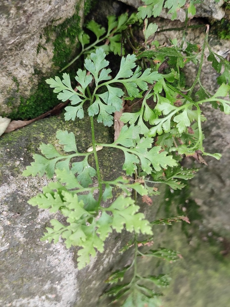 Dennstaedtia wilfordii photo 4