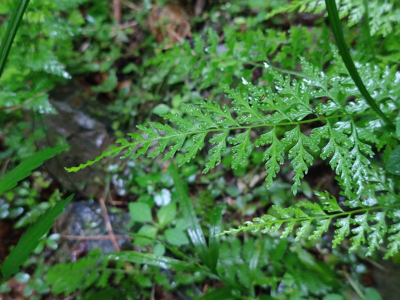 Dennstaedtia wilfordii photo 5